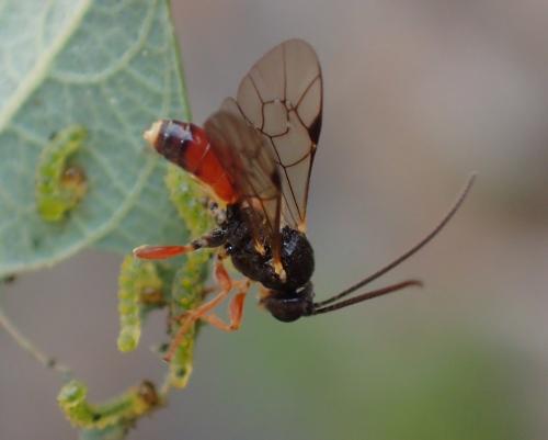 Rhorus sp.